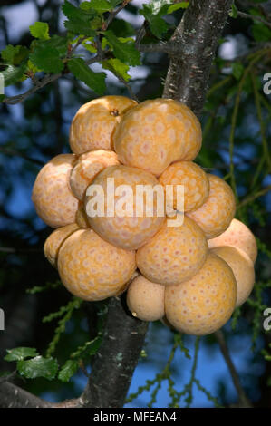 LLAO LLAO CHAMPIGNON ARBORICOLE Citaria darwini également connu sous le nom de 'Pan de Indio' ou pain indien croissant sur le Sud de l'Hêtre le Parc National Los Glaciares, Patagon Banque D'Images