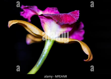 Macro photo d'Orchidée dendrobium mauve sur fond noir rechercher la tige Banque D'Images