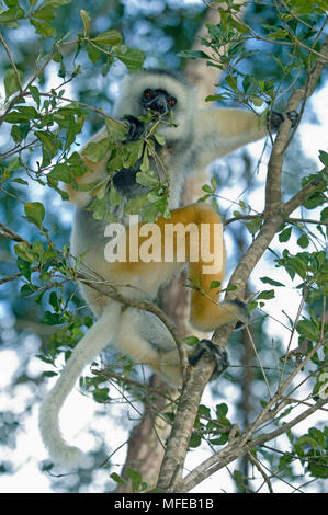 DIADEMED SIFAKA LEMUR Propithecus diadema alimentation Parc national Parc Mantadia- Andasibe, Madagascar. Disparition - wild Banque D'Images