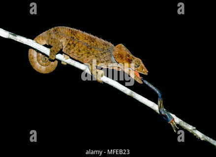 SHORT-HORNED CHAMELEON Furcifer brevicornis Andasibe Mantadia Parc National, Réserve spéciale, à Madagascar. Wild Banque D'Images