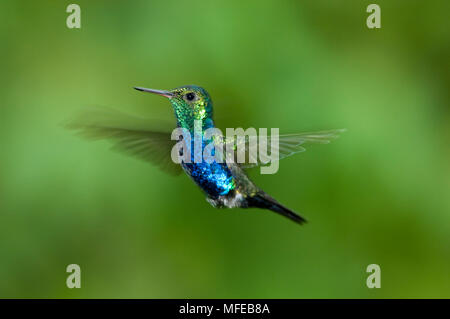 VIOLET-BELLIED HUMMINGBIRD Damophila julie Buenaventura, El Oro, Équateur Banque D'Images