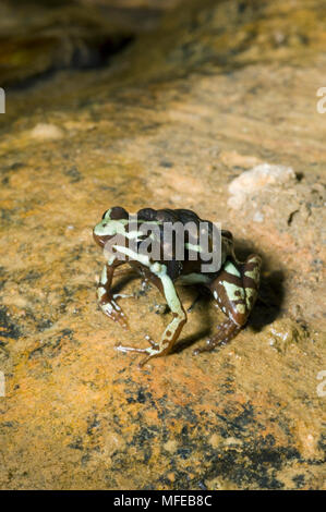 Grenouille Epipedobates tricolor POISON FANTASMATIQUE mâle avec retour sur les têtards Province d'El Oro, Équateur Banque D'Images