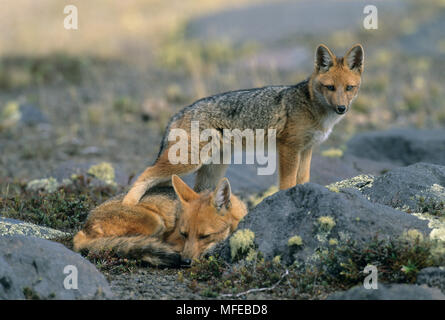 Les renards andins (dusicyon culpaeus) Parc National Cotopaxi, Equateur. Banque D'Images