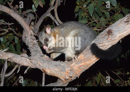 BRUSHTAIL POSSUM, Trichosurus vulpecula, Kangaroo Island, Australie Banque D'Images