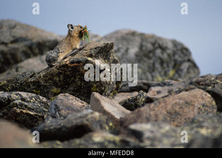 Cueillette de plantes PIKA Ochotona princeps Colorado, États-Unis d'août Banque D'Images