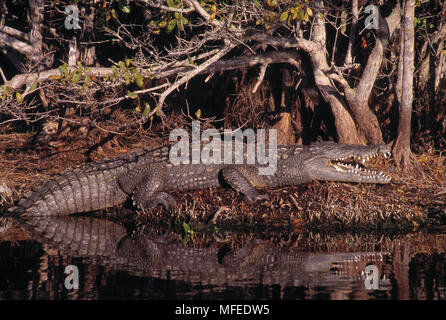 CROCODILE Crocodylus acutus lézarder près de mangrove. Floride, États-Unis Banque D'Images