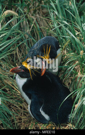 PENGUIN MACARONI Eudyptes chrysolophus paire dans preeing mutuelle, Hercules Bay, South Georgia Island, Antarctica Banque D'Images