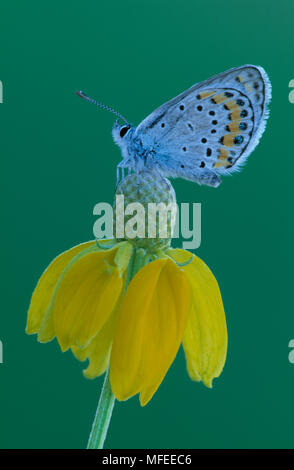 Plebejus argyrognomon papillon bleu sur jaune fleur de cône, Colorado, USA Banque D'Images