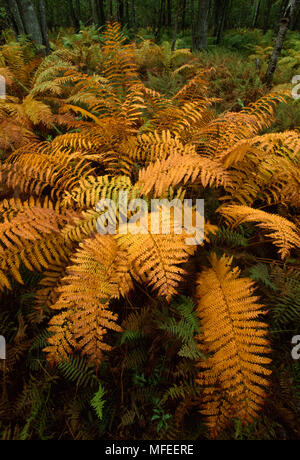 L'osmonde cannelle en couleurs d'automne Osmunda cinnamomea Maine, USA. Octobre Banque D'Images