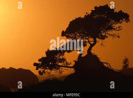 Cyprès Cupressus macrocarpa silhouette au coucher du soleil, sur l'affleurement de l'océan Pacifique en Californie, USA Banque D'Images