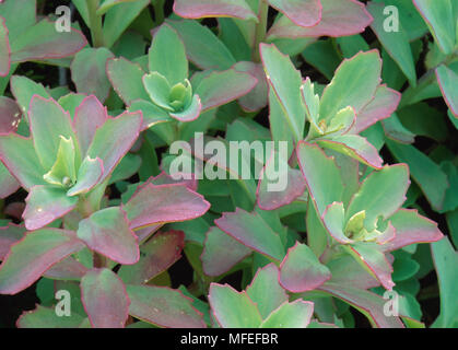ORPINE ALLEGHENY ou STONECROP Sedum telephium Shenandoah National Park, California, USA. Juin Banque D'Images