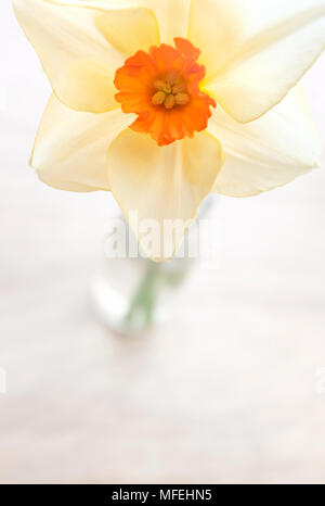 La jonquille à tige unique vase en verre Banque D'Images