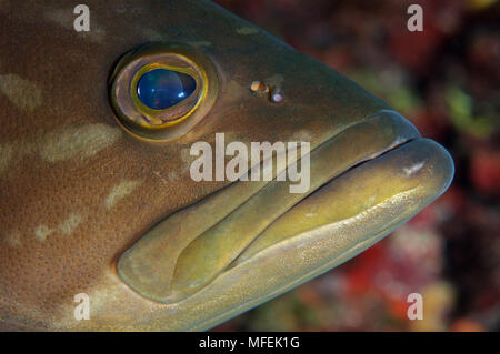 Portrait de poisson sous-marin dans le parc naturel de ses Salines (Formentera, Îles Baléares, Méditerranée, Espagne) Banque D'Images