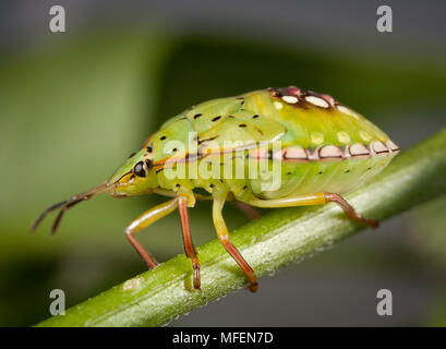 Bug de légumes verts (Nezara viridula), présente les espèces nuisibles, 5e stade larvaire, Armidale, New South Wales, Australie Banque D'Images