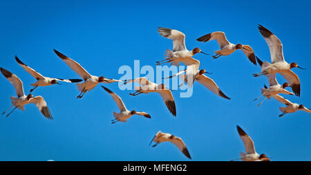 Red-necked Avocet (Recurvirostra novaehollandiae), Fam. Recurvirostridae, Andado, Territoire du Nord, Australie Banque D'Images