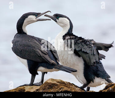 Black-faced Cormorant (Phalacrocorax fuscescens), Fam. Phalacrocoracidés, Kangaroo Island, Australie du Sud, Australie Banque D'Images