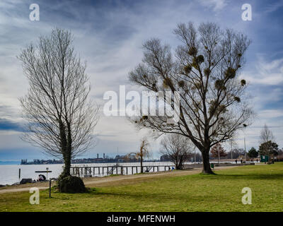 Le gui dans les arbres en croissance au printemps près de Bodensee, Allemagne Banque D'Images