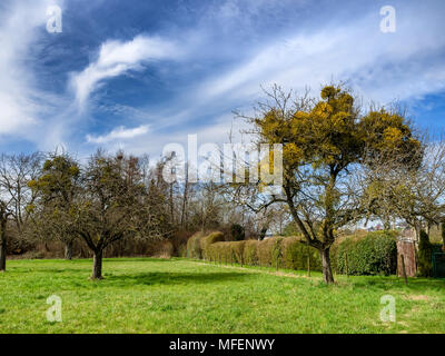 Le gui dans les arbres en croissance au printemps près de Bodensee, Allemagne Banque D'Images