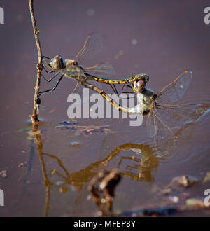 Emerald Tau (tau) Hemicordulia, Fam. Hemicorduliidae Mulyangarie, paire d'accouplement, Station, South Australia, Australia Banque D'Images