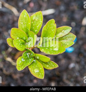 Un plan macro sur les nouvelles feuilles d'un plant de pivoine Sarah Bernhardt. Banque D'Images