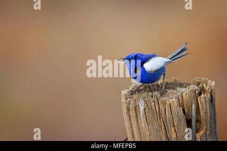 White-winged Fairy-Wren (Malurus leucopterus) mâle en plumage nuptial, Mulyangarie Station, South Australia, Australia Banque D'Images