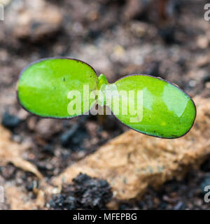 Un plan macro sur une reine de velours tournesol semis. Banque D'Images