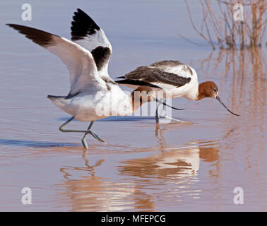 Red-necked Avocet (Recurvirostra novaehollandiae), Fam. Recurvirostridae, Andado, Territoire du Nord, Australie Banque D'Images