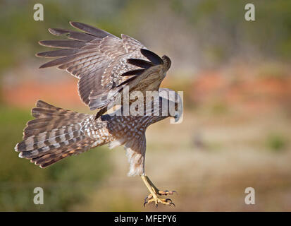 Le Busard Saint-Martin (Circus assimilis), Fam. Laridés, Mulyangarie Station, South Australia, Australia Banque D'Images