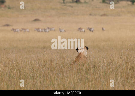 Une lionne lointain montres zebra, Panthera leo, Masai Mara, Kenya. Banque D'Images