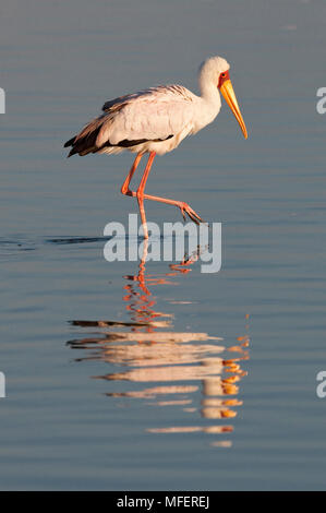 Yellow-billed stork ; Le lac Nakuru, Kenya Banque D'Images