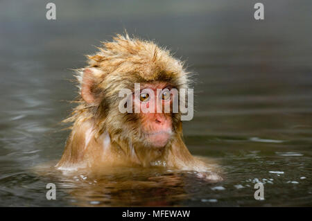 MACAQUE JAPONAIS Macaca fuscata singe la neige ou les jeunes Hot spring Japon Banque D'Images