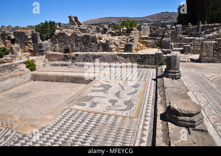 Vue panoramique de la chambre d'Orphée et ses créatures de mer mosaic à Volubilis ruines romaines (Fès-Meknès, Maroc) Banque D'Images