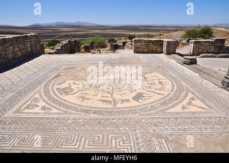 Vue panoramique de la chambre d'Orphée et son Orphée chante pour les animaux et les arbres mosaic à Volubilis ruines romaines (Fès-Meknès, Maroc) Banque D'Images