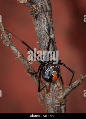 Red-back (Latrodectus hasselti araignée), Fam. Theridiidae, femme, très Mulyangarie araignée venimeuse, Station, South Australia, Australia Banque D'Images