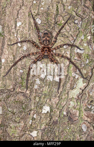 Brown Spider Huntsman (Heteropoda spp.), Fam. Sparassida, Myall Lakes National Park, New South Wales, Australia Banque D'Images