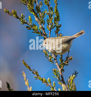 Acantise brun (Acanthiza pusilla), Fam. Pardalotidae, New England National Park, New South Wales, Australie Banque D'Images