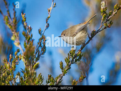 Acantise brun (Acanthiza pusilla), Fam. Pardalotidae, New England National Park, New South Wales, Australie Banque D'Images