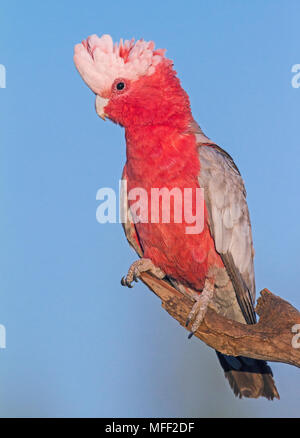 Cacatoès rosalbin (Eolophus roseicapillus), Fam. Cacatuidae, homme, Mulyangarie, Australie du Sud, Australie, femme Banque D'Images