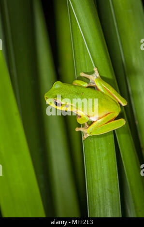 Flux vert grenouille (Litoria phyllochroa), Fam. Hylidae, Myall Lakes NP, Australie Banque D'Images