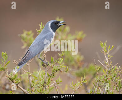 Langrayen masqués (Artamus personatus), Fam. Artamidae, haletant, Mulyangarie Station, South Australia, Australia Banque D'Images