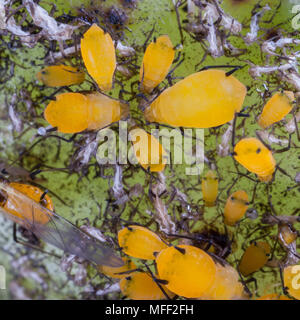 Les pucerons (Aphis nerii asclépiade), Fam. Aphididae, se nourrissant d'Narrow-Leaf Bush Coton, Guy Fawkes National Park, New South Wales, Australie Banque D'Images