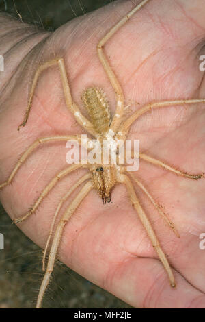 Camel Spider, vent, Scorpion, homme Solifugae, Namibie Banque D'Images