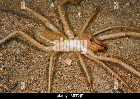 Camel Spider, vent, Scorpion, homme Solifugae, Namibie Banque D'Images