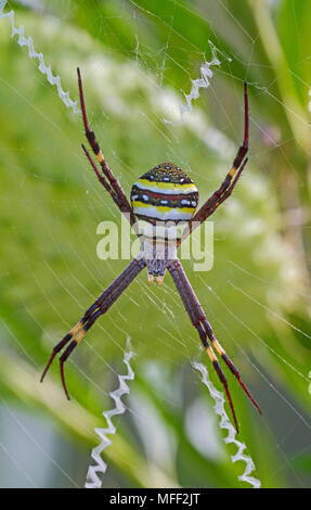 St Andrew's Cross (Argiope keyserlingi araignée) (ancien Argiope aetherea), Fam. Araneidae, Guy Fawkes National Park, New South Wales, Australie Banque D'Images