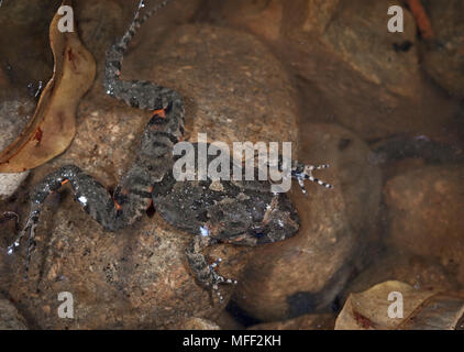 Défenses (grenouille Adelotus brevis), Fam. Myobatrachidae, les grenouilles ont deux longues défenses dans leur mâchoire inférieure, Myall Lakes National Park, New South Wales, Australi Banque D'Images