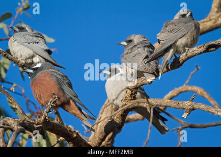 Langrayen à sourcils blancs (Artamus superciliosus), Fam. Artamidae, homme, les oiseaux sont gris (Woodswallows Artamus masqués personatus), gare, Mulyangarie Banque D'Images