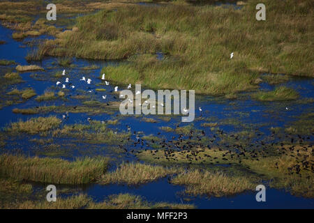 Vue aérienne d'un troupeau de cigognes à bec jaune (Mycteria ibis), canards à face blanche (Dendrocygna viduata) Spatule d'Afrique (Platalea alba) et Ibis ove Banque D'Images
