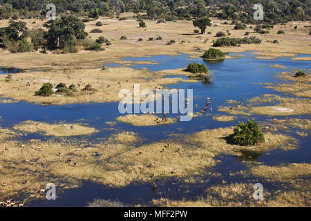 Vue aérienne d'îles et d'eau avec, cobes Lechwes rouges Okovango centrale située dans le Delta, au Botswana. Date : 18.12.2008 ref : 126466 ZB538   Banque D'Images
