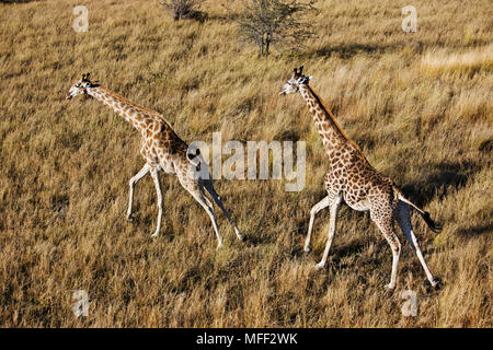 Le sud de Girafe (Giraffa camelopardalis) sur le delta de l'Okavango. Caractérisé par deux boutons, appelé ossicônes, sur leur tête et contrairement à la plupart des mammifères marins Banque D'Images