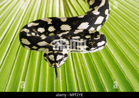 Jungle Carpet Python (Morelia spilota cheynei) python non venimeux que l'on trouve dans les zones humides. Dist. Rio Rico, nord-est de l'Australi Banque D'Images
